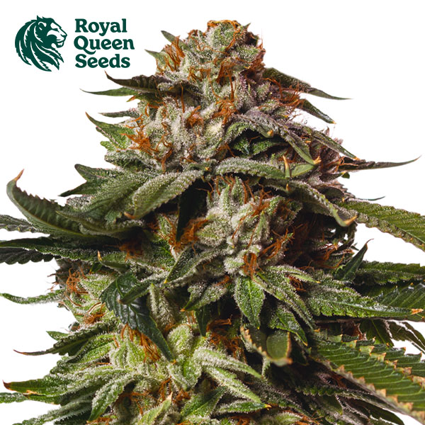 Special Queen 1 Autoflower By Royal Queen Seeds