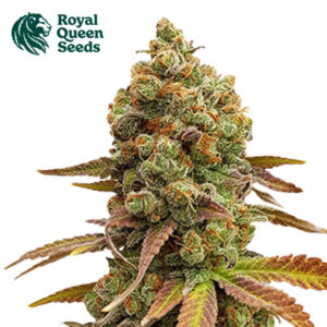 Special Queen 1 Feminized By Royal Queen Seeds