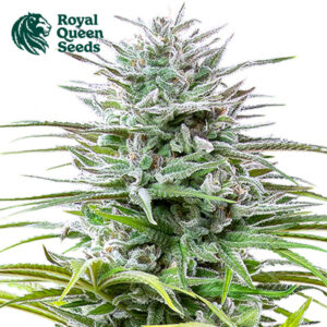 Speedy Chile Feminized By Royal Queen Seeds