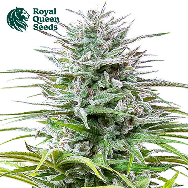 Speedy Chile Feminized By Royal Queen Seeds