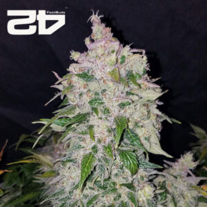 Stardawg Autoflower By 42 Fast Buds Usa