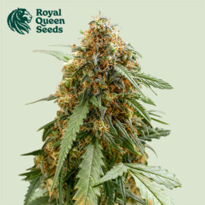 Sticky Queen Autoflower By Royal Queen Seeds