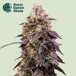 Sticky Queen Feminized By Royal Queen Seeds