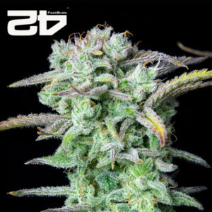 Strawberry Banana Autoflower By 42 Fast Buds Usa