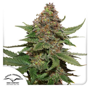 Strawberry Cough Feminized By Dutch Passion Seed Company