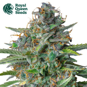 Strawberry Cough Feminized By Royal Queen Seeds