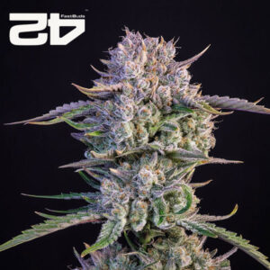 Strawberry Gorilla Autoflower By 42 Fast Buds Usa