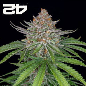 Strawberry Pie Autoflower By 42 Fast Buds Usa