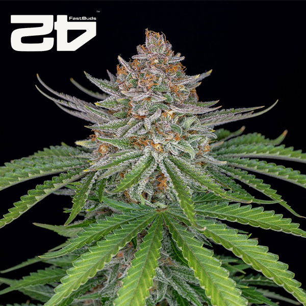 Strawberry Pie Autoflower By 42 Fast Buds Usa