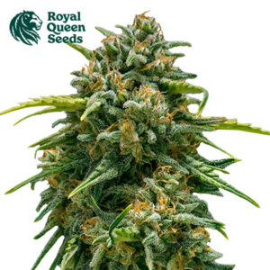 Sweet Skunk Autoflower By Royal Queen Seeds