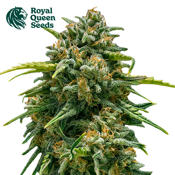 Sweet Skunk Autoflower By Royal Queen Seeds