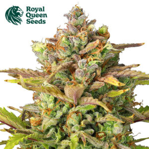 Sweet ZZ Autoflower By Royal Queen Seeds