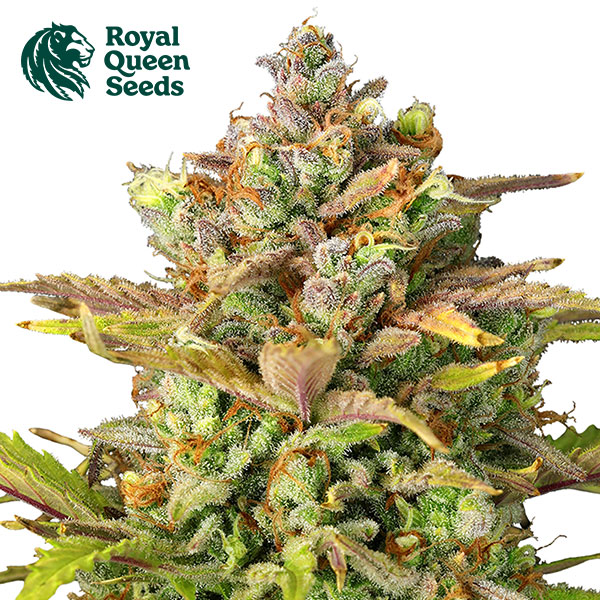 Sweet ZZ Autoflower By Royal Queen Seeds