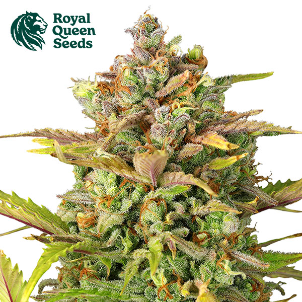 Sweet ZZ Feminized By Royal Queen Seeds