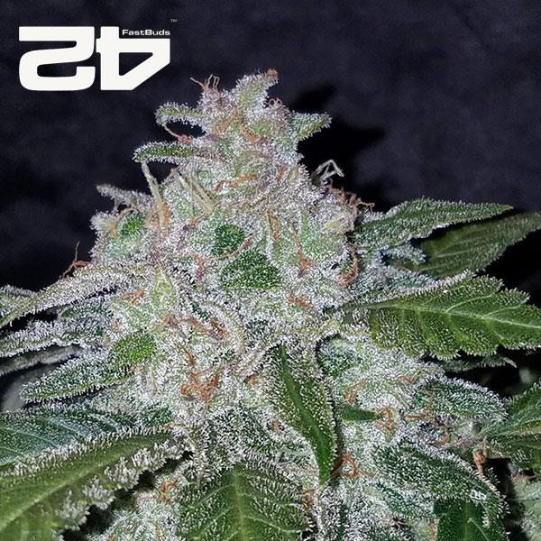 Tangie Autoflower By 42 Fast Buds Usa