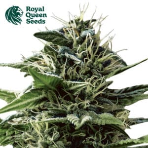 Tatanka Pure CBD Feminized By Royal Queen Seeds