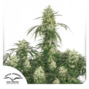 The Ultimate Feminized By Dutch Passion Seed Company