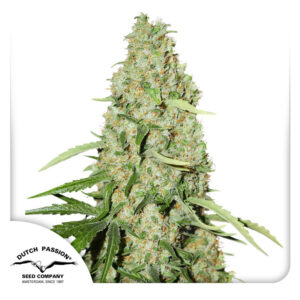 Think Fast Feminized By Dutch Passion Seed Company