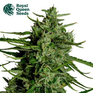 Titan F1 Autoflower By Royal Queen Seeds