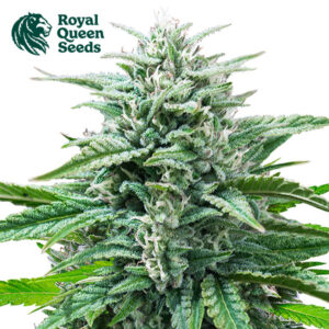 Trainwreck Autoflower By Royal Queen Seeds