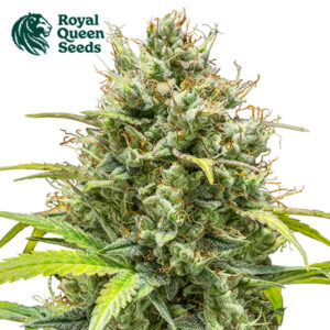 Triple G Autoflower By Royal Queen Seeds