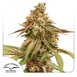 Tropical Tangie Feminized By Dutch Passion Seed Company