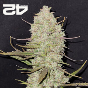 Tropicana Cookies Autoflower By 42 Fast Buds Usa