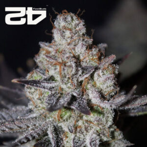 Tropicana Cookies FF Feminized By 42 Fast Buds Usa