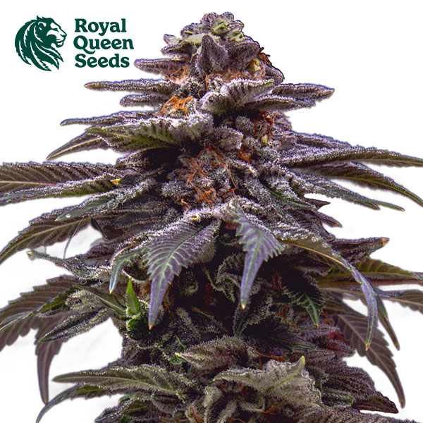 Tropicana Cookies Purple Autoflower By Royal Queen Seeds