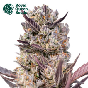 Tropicana Cookies Purple Feminized By Royal Queen Seeds