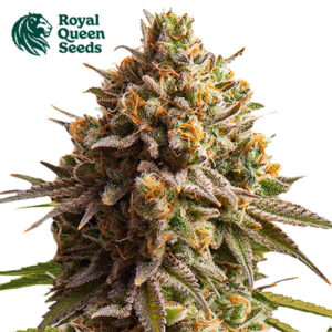 Wedding Cake Autoflower By Royal Queen Seeds