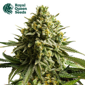 Wedding Cake Feminized By Royal Queen Seeds