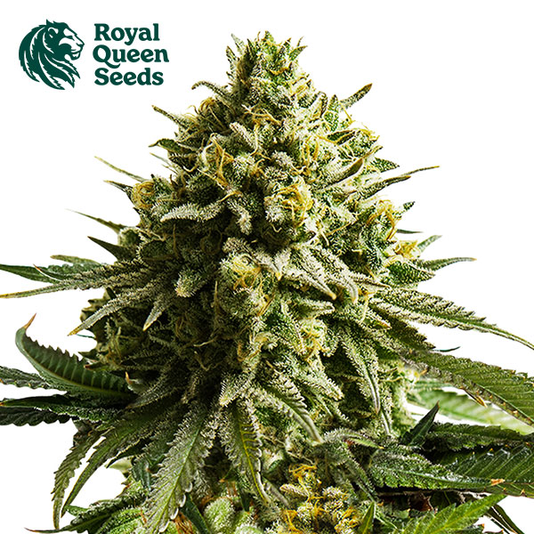 Wedding Cake Feminized By Royal Queen Seeds