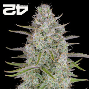 Wedding Cheesecake Autoflower By 42 Fast Buds Usa