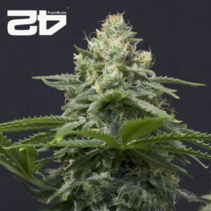 Wedding Cheesecake FF Feminized By 42 Fast Buds Usa