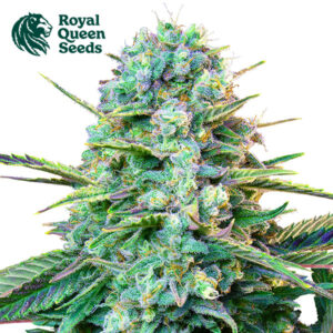 Wedding Crasher Feminized By Royal Queen Seeds