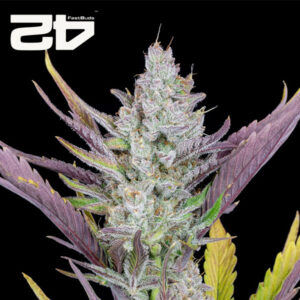 Wedding Glue Autoflower By 42 Fast Buds Usa