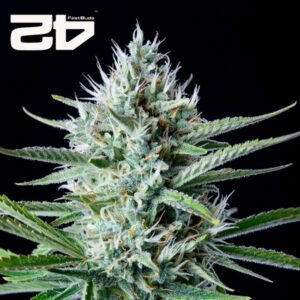 White Widow Autoflower By 42 Fast Buds Usa