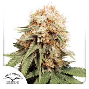 White Widow Feminized By Dutch Passion Seed Company