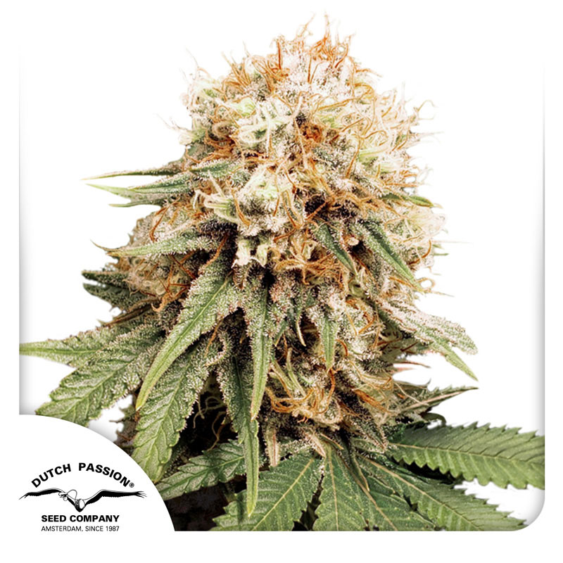 White Widow Feminized By Dutch Passion Seed Company