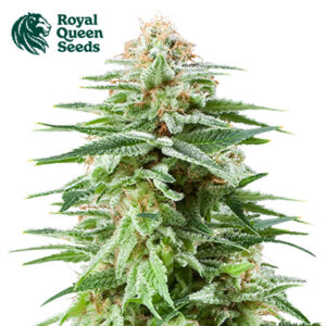White Widow Feminized By Royal Queen Seeds