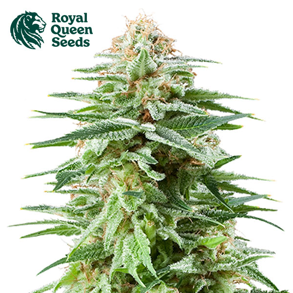White Widow Feminized By Royal Queen Seeds