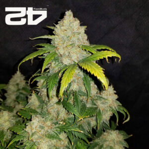 Z Autoflower By 42 Fast Buds Usa