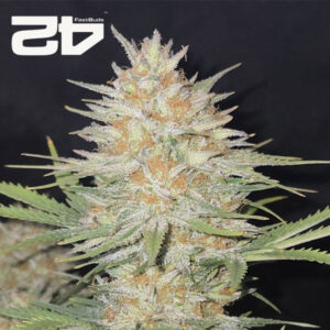 Z-Up Autoflower By 42 Fast Buds Usa