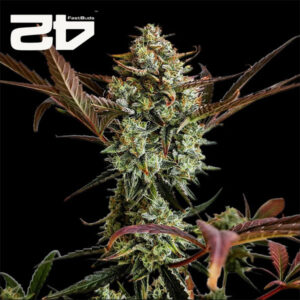 Ztrawberriez Autoflower By 42 Fast Buds Usa