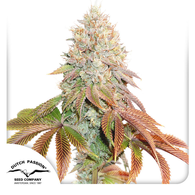 Banana Blaze Autoflower By Dutch Passion Seed Company
