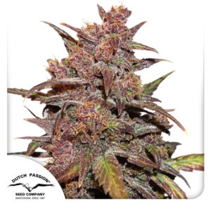 CBD Blackberry Kush Autoflower By Dutch Passion Seed Company