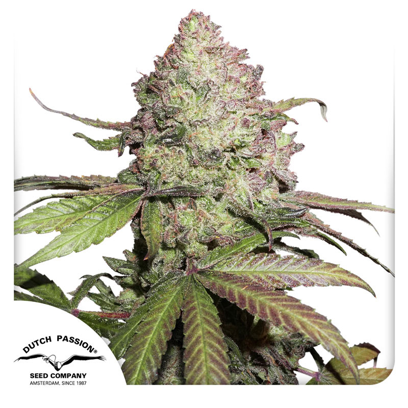 CBD Charlotte’s Angel Autoflower By Dutch Passion Seed Company