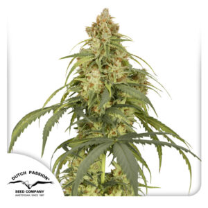 CBD-Victory Autoflower By Dutch Passion Seed Company