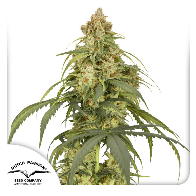 CBD-Victory Autoflower By Dutch Passion Seed Company